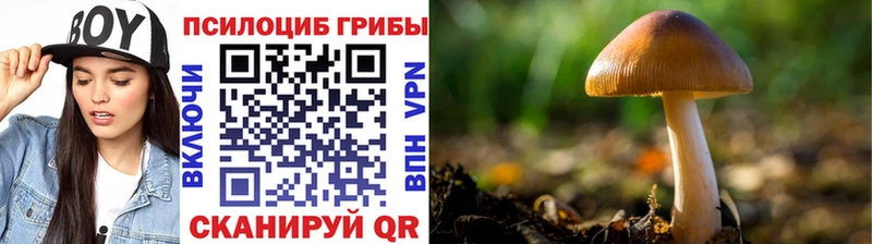 где можно купить наркотик МЕГА ссылки Псилоцибиновые грибы Cubensis Курск